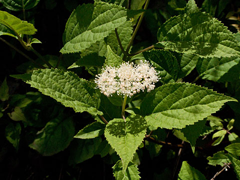 leaves and flower cluster